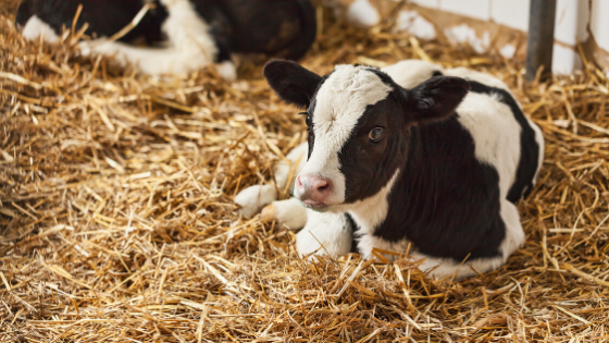 Caring for Newborn Calves