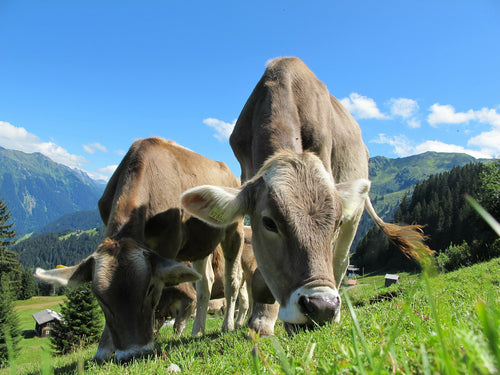 Creating A Healthy Pasture