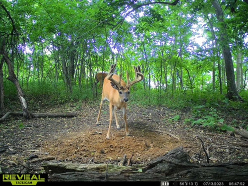 Domain Outdoor Recharge™ Deer Mineral