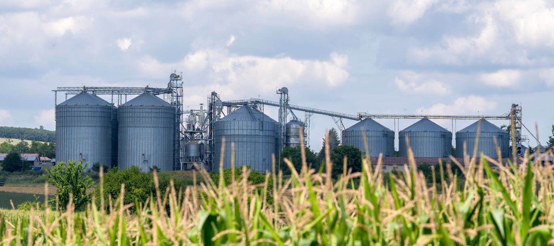 Industrial silos stand tall against a blue sky, surrounded by lush green fields of corn. The scene conveys a serene, rural agricultural setting.