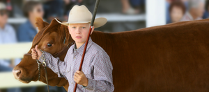 A young boy wearing a cowboy hat and western attire leads a brown cow with a show stick at a livestock exhibition.