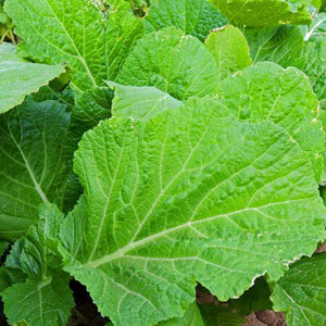 BWI Mustard Florida Broadleaf