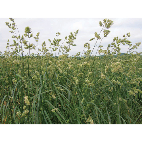 Southern States® Hallmark Orchardgrass